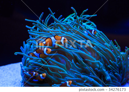 Sea anemone and anemone fish Sea anemone and anemone fish 34276173