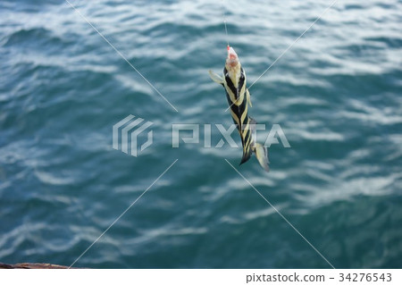 在坎蒙海峽桑巴索釣魚 34276543