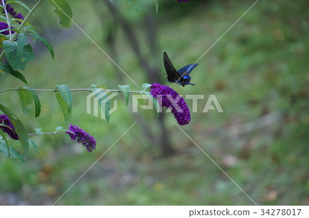 卡拉斯愛琴海聚集在Buddrea 34278017