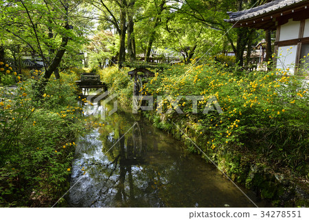 Matsuo Taisha Yamabuki Matsuo Taisha Yamabuki 34278551