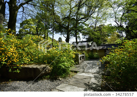 Matsuo Taisha Yamabuki 34278557