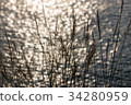 Grass and sunlight bokeh background on the sea. 34280959
