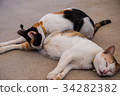 Black and white brown cat sleeping on the floor. 34282382
