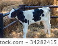 Calf on the farm. 34282415