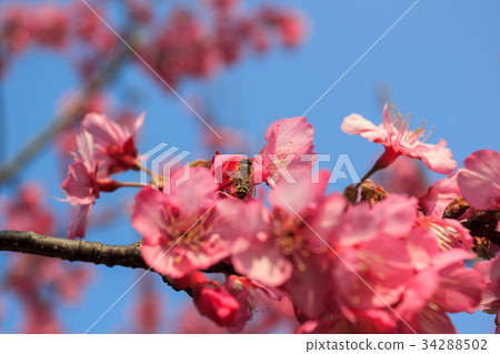 Cerasus serrulata blossom 34288502