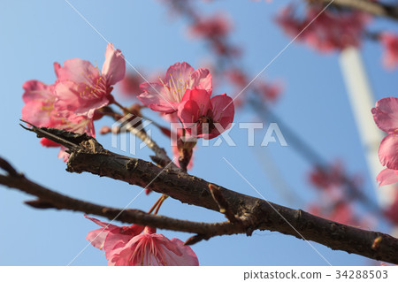 Cerasus serrulata blossom Cerasus serrulata blossom 34288503