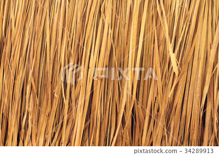 texture of Thatched from Imperata cylindrica 34289913