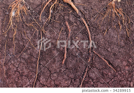 The root of the tree in the ground The root of the tree in the ground 34289915