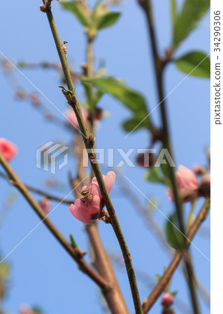 Peach blossom in the sunny day 34290306