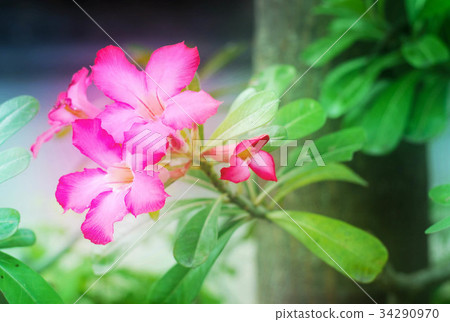 Pink Azalea flowers or impala lily flowers garden Pink Azalea flowers or impala lily flowers garden 34290970