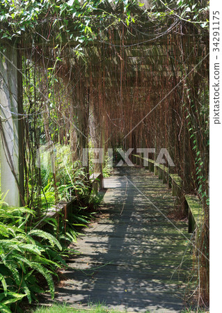 Vine in forest under sunshine Vine in forest under sunshine 34291175