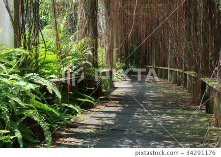 Vine in forest under sunshine 34291176