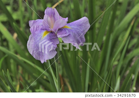 新郎,水邊的女士,@ Hakusu-en,Sakai-shi,Osaka 新郎,水邊的女士,@ Hakusu-en,Sakai-shi,Osaka 34291670