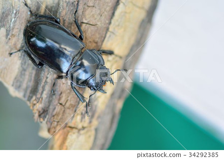 漆黑鹿角鍬形蟲 Pseudorhaetus sinicus concolor 34292385