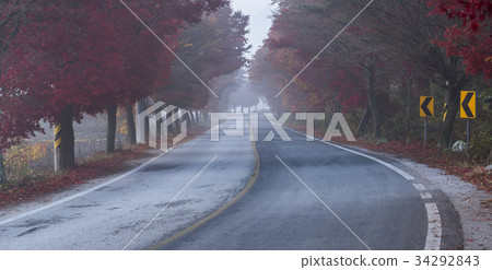 Maple trees, Baekyangsa, Baekam Mountain, Changseong County, Jeonnam 34292843