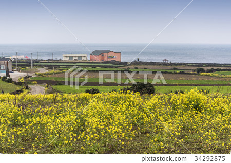 油菜田，Udo，濟州市，濟州島 34292875