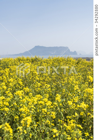 濟州島西歸浦市城山邑Seongsan Ilchulbong油菜田 濟州島西歸浦市城山邑Seongsan Ilchulbong油菜田 34292880