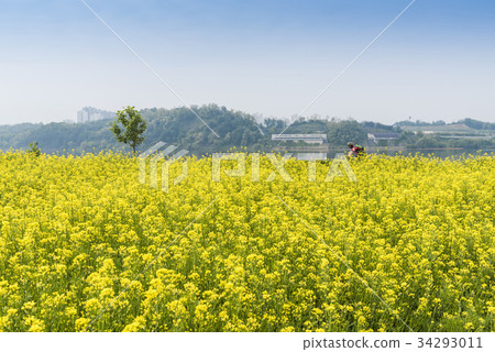 循環，油菜田，漢江市民公園，九重市，京畿道 34293011