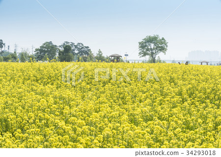 Park, Rapeseed Field, Hangang Citizen's Park, Guri City, Gyeonggi-do 34293018