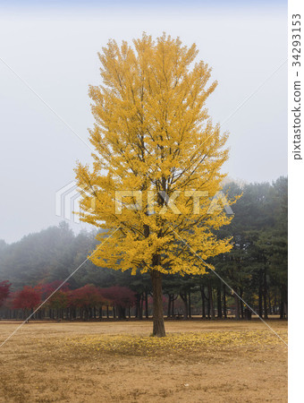 Ginkgo, Nami Island, Chuncheon, Gangwon-do 34293153
