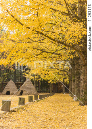 鴨子，銀杏，南怡島，春川，江原道 34293158