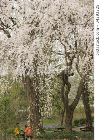 首爾Dongjak-gu，國家首爾縣警察局，Foster Cherry Blossoms 34293228