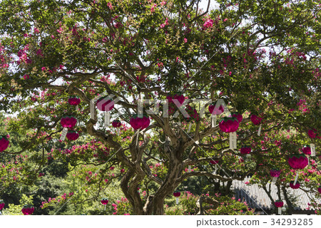 Lanterns, bongo trees, mulberry, Mt. myeon, Hwasun, Jeonnam Lanterns, bongo trees, mulberry, Mt. myeon, Hwasun, Jeonnam 34293285
