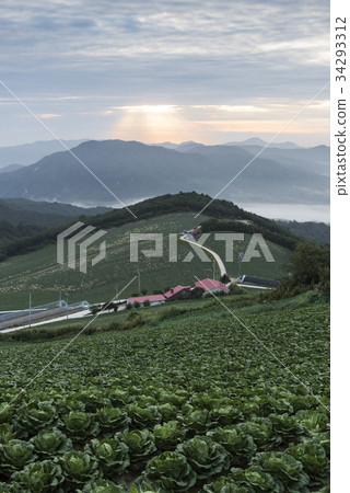 Chinese cabbage field, Anbendegi, Wangsan-myeon, Gangneung-si, Gangwon-do 34293312