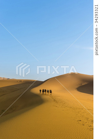 Camel, bar Jinglin Desert, Inner Mongolia, China 34293321