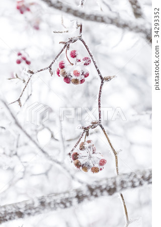 Fruit, snow flake, 1100 highland wetland, 1100 highland, Seogwipo city, Jeju island 34293352