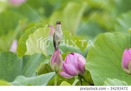 個人,蓮花 個人,蓮花 34293472