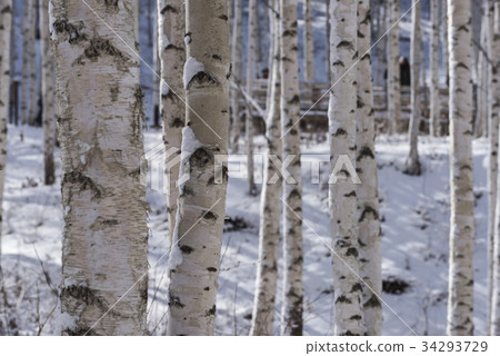 樺木，江原道仁濟縣 34293729