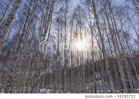 Birch, Inje County, Gangwon Province 34293731