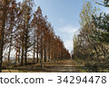 Metasequoia, Sky Park, World Cup Park, Sangam-dong, Mapo-gu, Seoul 34294478