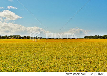 Hokkaido Ishikari Plains countryside September 34294685