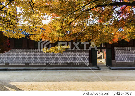 楓樹，德壽宮（歷史遺址124號），中區，首爾 34294708