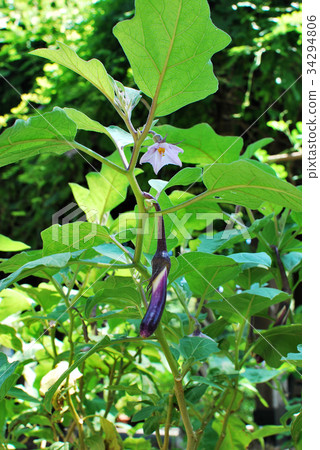 Eggplant tree with flower and fruit in a sunny day 34294806