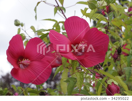 泰坦bicus紅色 泰坦bicus紅色 34295022