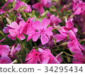 Pink moss flower photograph 34295434