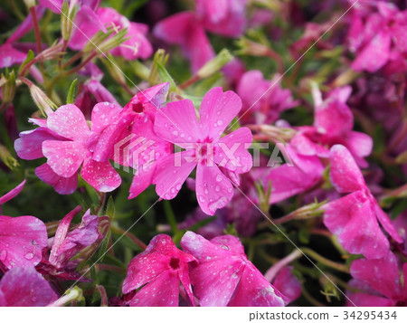 圖庫照片: pink moss flower photograph