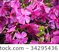 Pink moss flower photograph 34295436