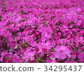 Pink moss flower photograph 34295437