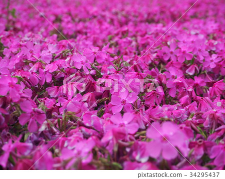 Pink moss flower photograph 34295437