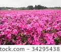 Pink moss flower photograph 34295438