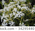 Pink moss flower photograph 34295440
