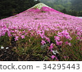 Pink moss flower photograph 34295443