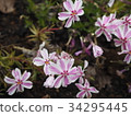 Pink moss flower photograph 34295445