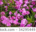 Pink moss flower photograph 34295449