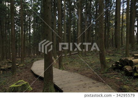 Cedar, Jumun Natural Recreation Forest, Jeju City, Jeju Island 34295579