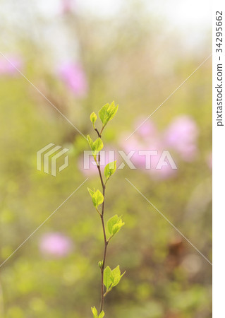發芽 發芽 34295662